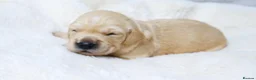 Golden Retriever dogs for sale: KC Golden Retriever from Health Tested Parents - Advert 2