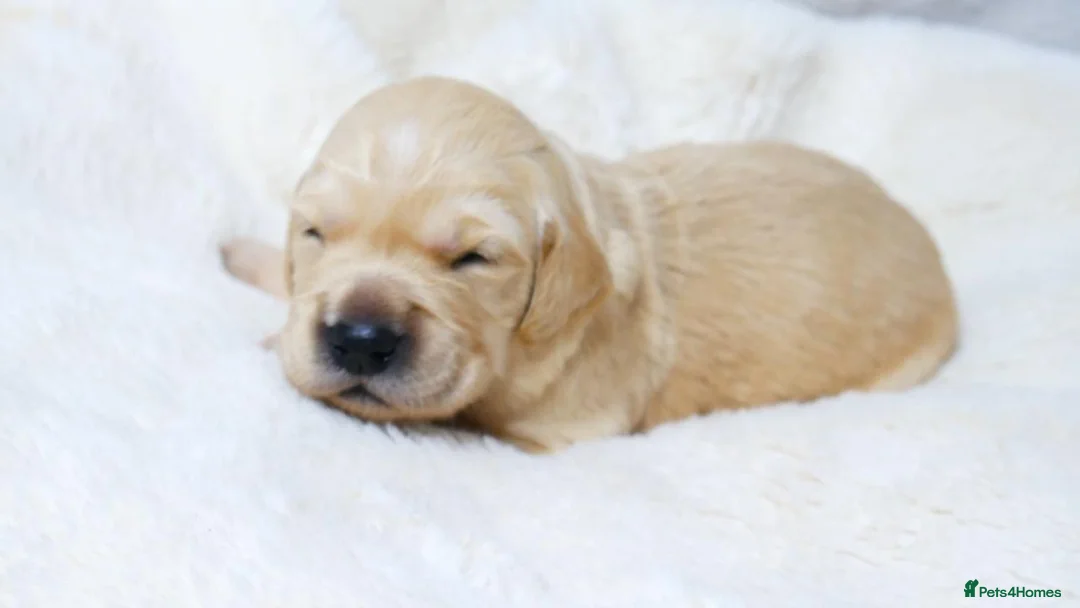 Golden Retriever dogs for sale: KC Golden Retriever from Health Tested Parents - Advert 2