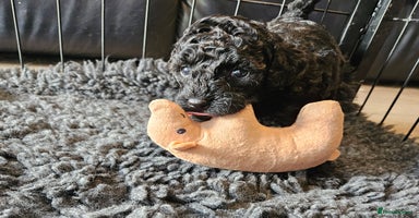 Miniature Poodle dogs Beautiful Health Tested Poodles - Advert 13