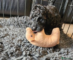 Miniature Poodle dogs Beautiful Health Tested Poodles - Advert 3