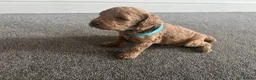 Miniature Poodle dogs for sale: Exquisite KC Registered miniature Poodles  - Advert 14