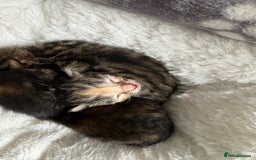 Domestic Shorthair cats for sale: Kitten for sale  - Image 8