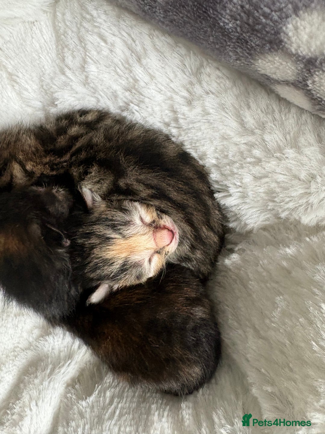Domestic Shorthair cats for sale: Kitten for sale  - Image 8