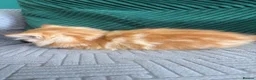 Mixed Breed cats for sale: fluffy kittens looking for their forever home  - Advert 12