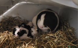 Guinea Pig rodents for sale: 3 boys and 1 girl ready now - Image 1