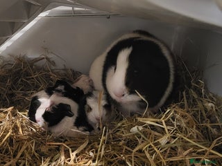 Guinea Pig rodents - Advert 4