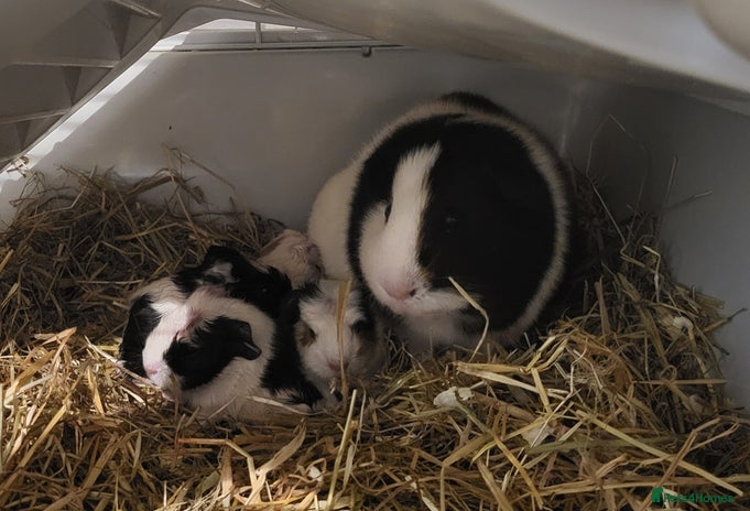 Guinea Pig rodents - Advert 1