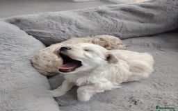 Poochon dogs for sale: 4 Girls Poochon white/Beige 2 reserved 2 avaliable - Image 11