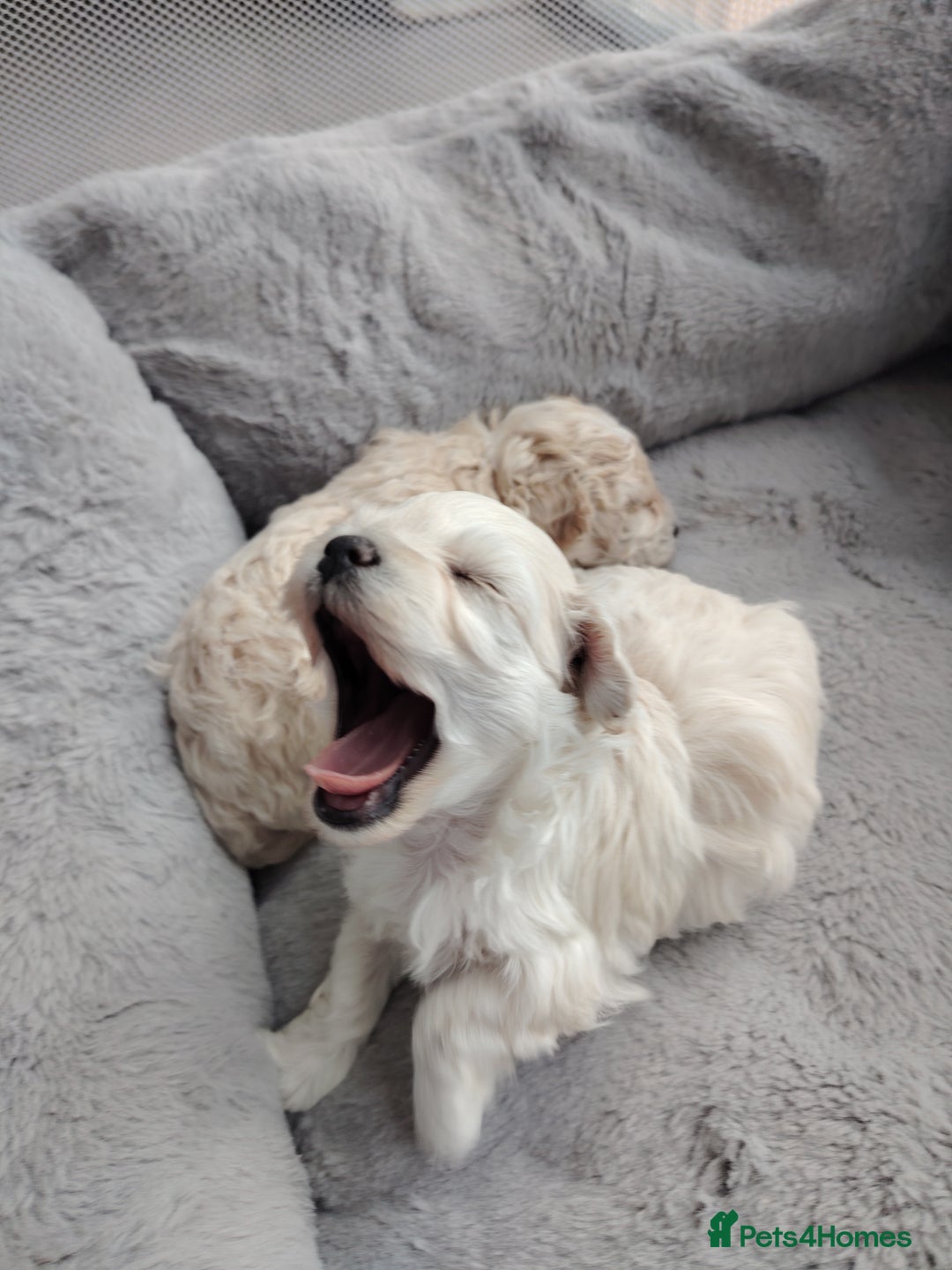 Poochon dogs for sale: 4 Girls Poochon white/Beige 2 reserved 2 avaliable - Image 11