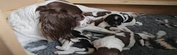 English Springer Spaniel dogs for sale: From DNA Health Tested English Springer Spaniels - Advert 5