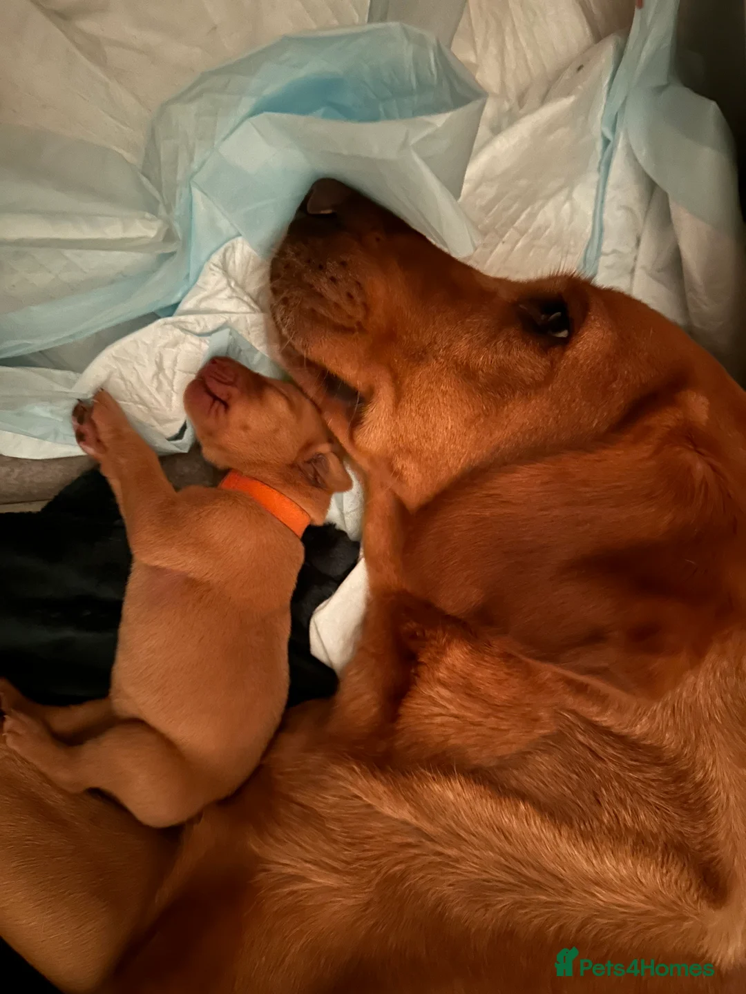 Labrador Retriever dogs for sale: KC Reg. Fox Red Lab (Working) Puppies - Advert 10