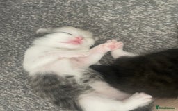 British Longhair cats for sale: 4 gorgeous kittens  - Image 2