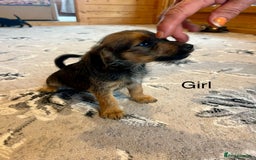 Mixed Breed dogs for sale: Jackapoo pups ready 9th August  - Image 12
