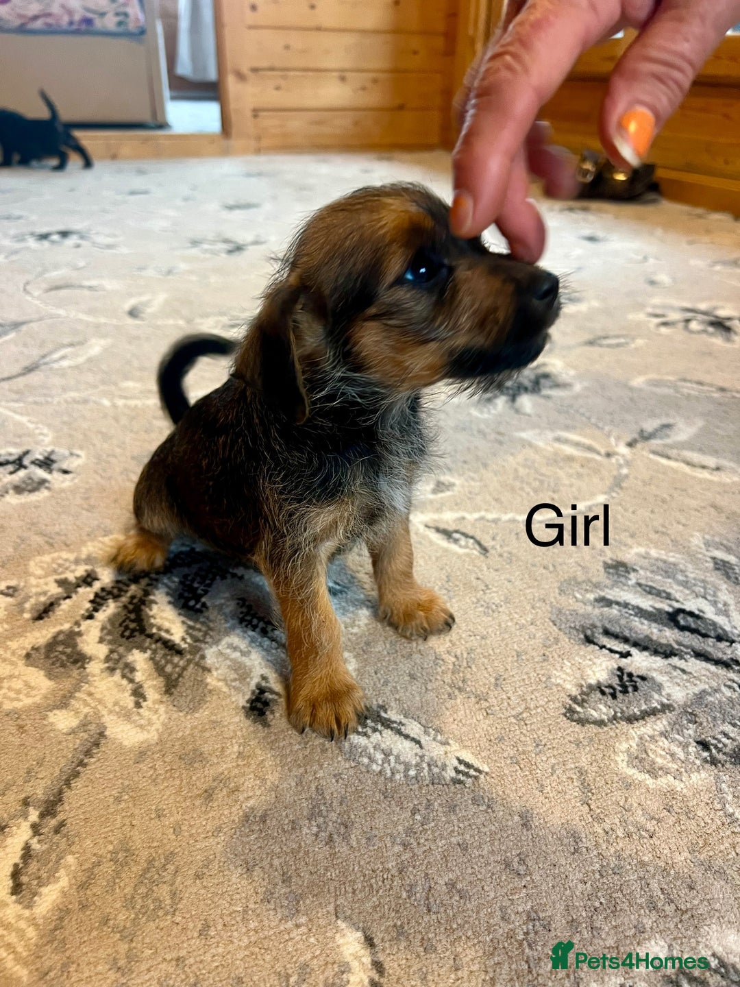 Mixed Breed dogs for sale: Jackapoo pups ready 9th August  - Image 12