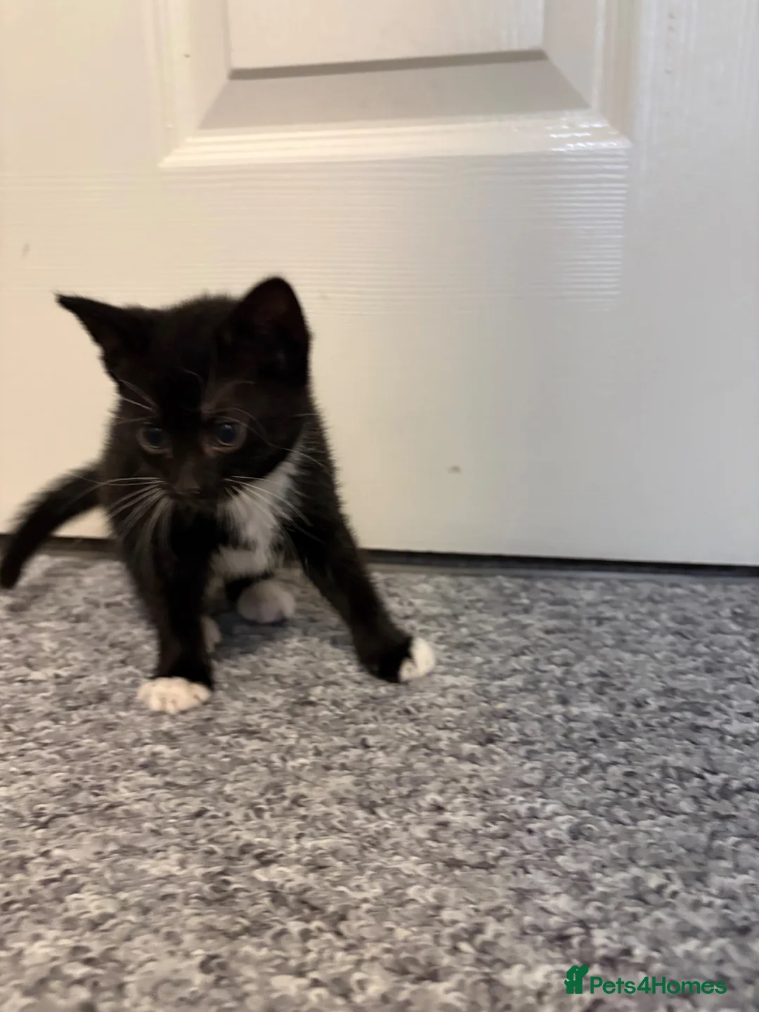 Mixed Breed cats for sale: 2 female kittens - Advert 2