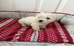 West Highland Terrier dogs for sale: Beautiful West highland terrier puppies  - Image 6