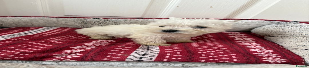 West Highland Terrier Puppy 2