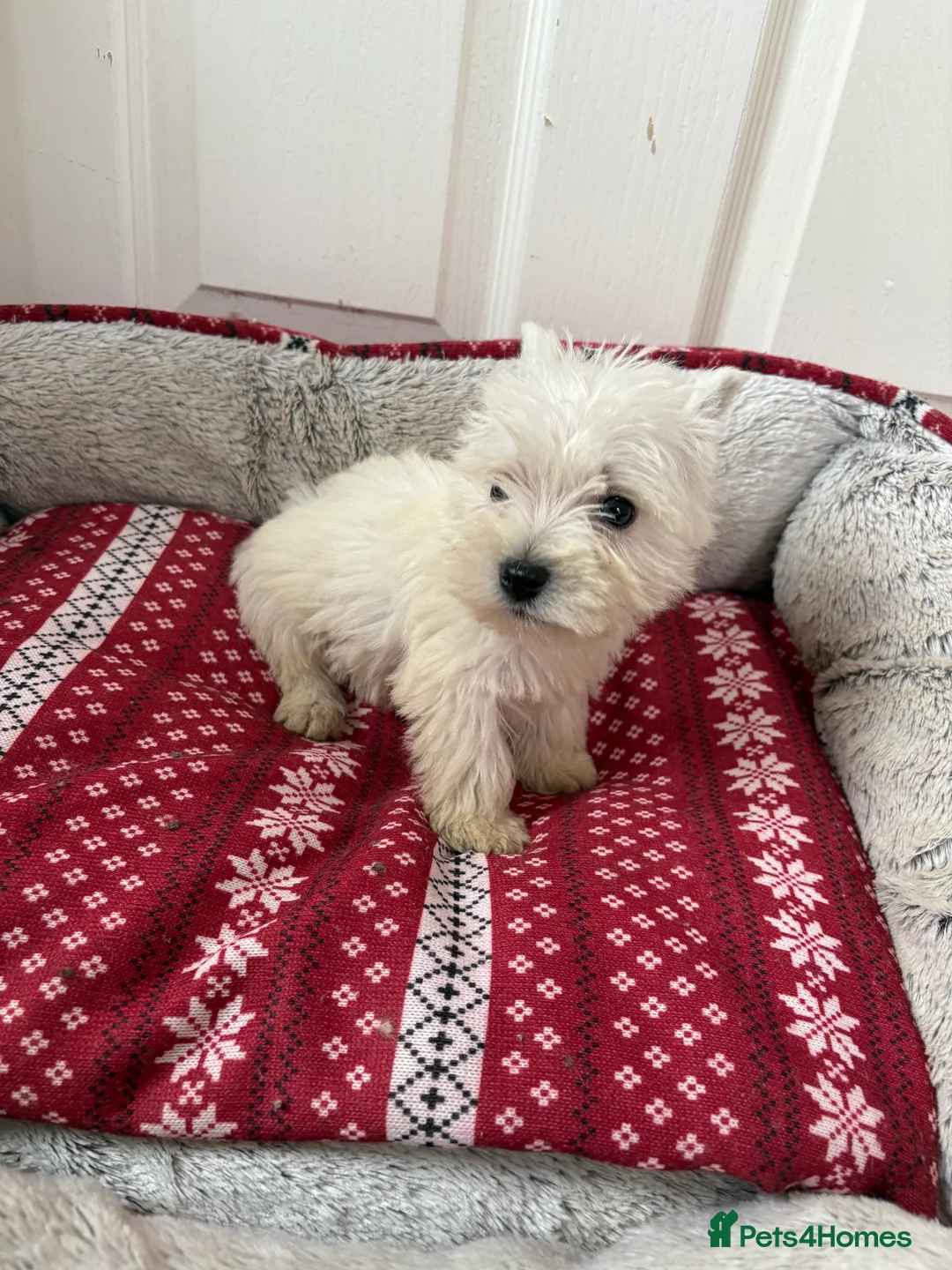 West Highland Terrier dogs for sale: Beautiful West highland terrier puppies  - Advert 13