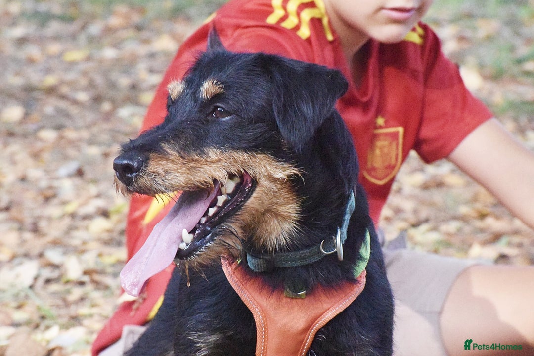Fox Terrier dogs for adoption: Rosalia - Image 4