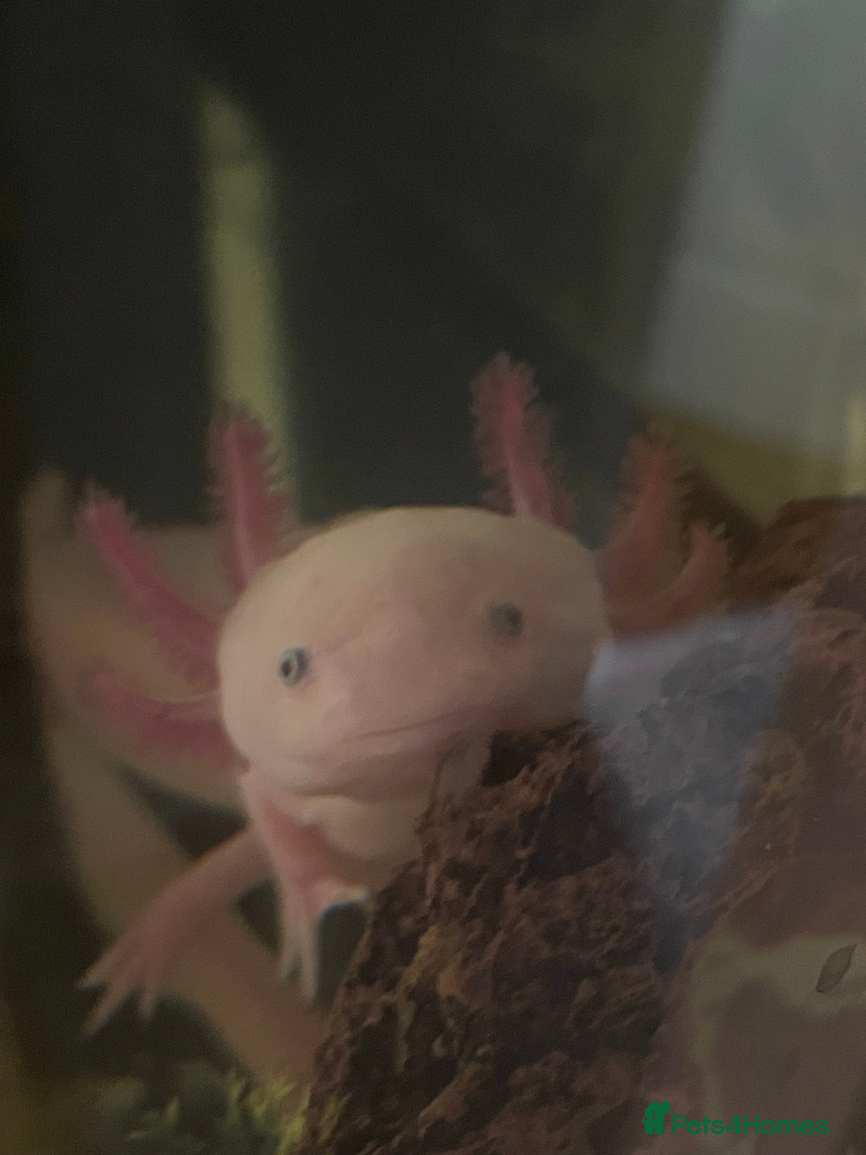 Axolotl reptiles Leucistic Axolotl in Sheffield - Advert 1