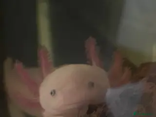 Axolotl reptiles Leucistic Axolotl in Sheffield - Advert 1