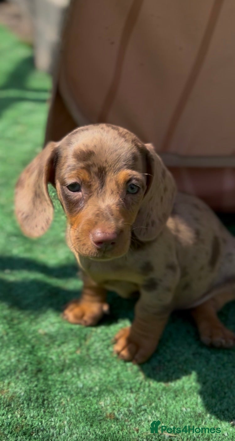 Miniature Dachshund dogs Mini dachshund puppies PR clear  - Advert 1
