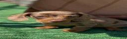 Miniature Dachshund dogs for sale: Mini dachshund puppies PR clear  - Advert 1