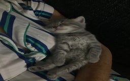 Scottish Fold cats for sale: Beautiful Scottish fold kittens - Image 6
