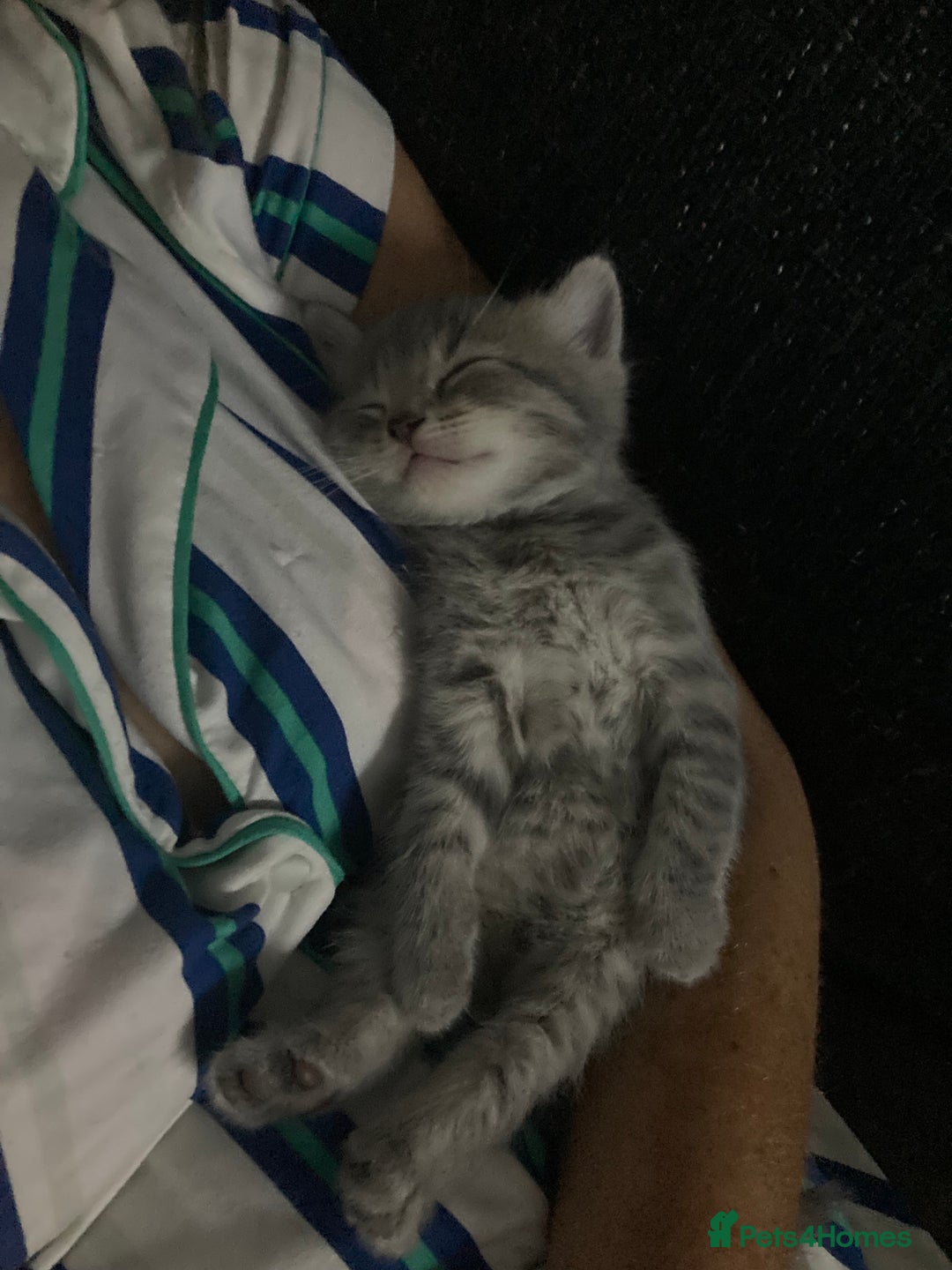Scottish Fold cats for sale: Beautiful Scottish fold kittens - Image 6