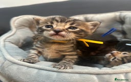 Bengal cats for sale: 5 bengal x tiger cubs for sale ragdoll x stunning - Image 13