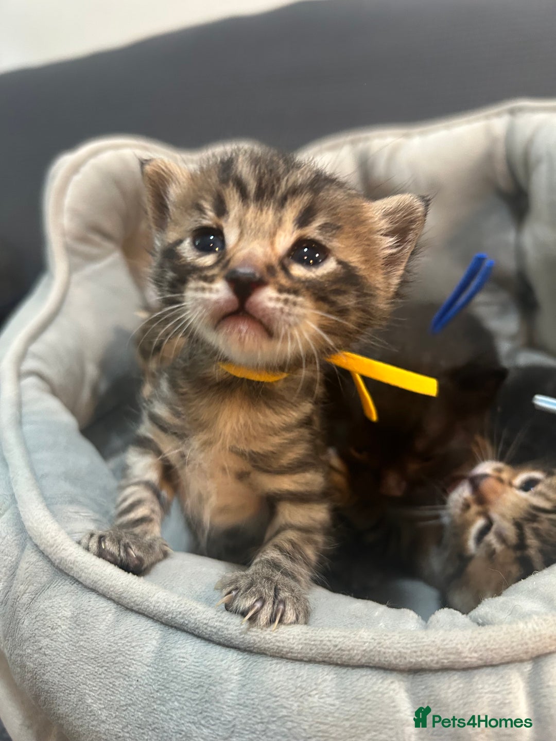 Bengal cats for sale: 5 bengal x tiger cubs for sale ragdoll x stunning - Image 13