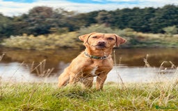 Labrador Retriever dogs for sale: Litter Of 9 Beautiful Black and Fox Red Puppies - Image 2