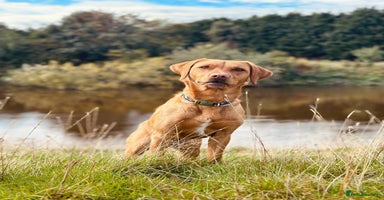 Labrador Retriever dogs - Advert 14