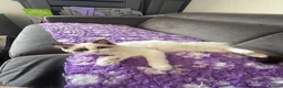 Ragdoll cats for sale: Beautiful TICA Seal Bicolour Ready Now 😻 - Advert 5