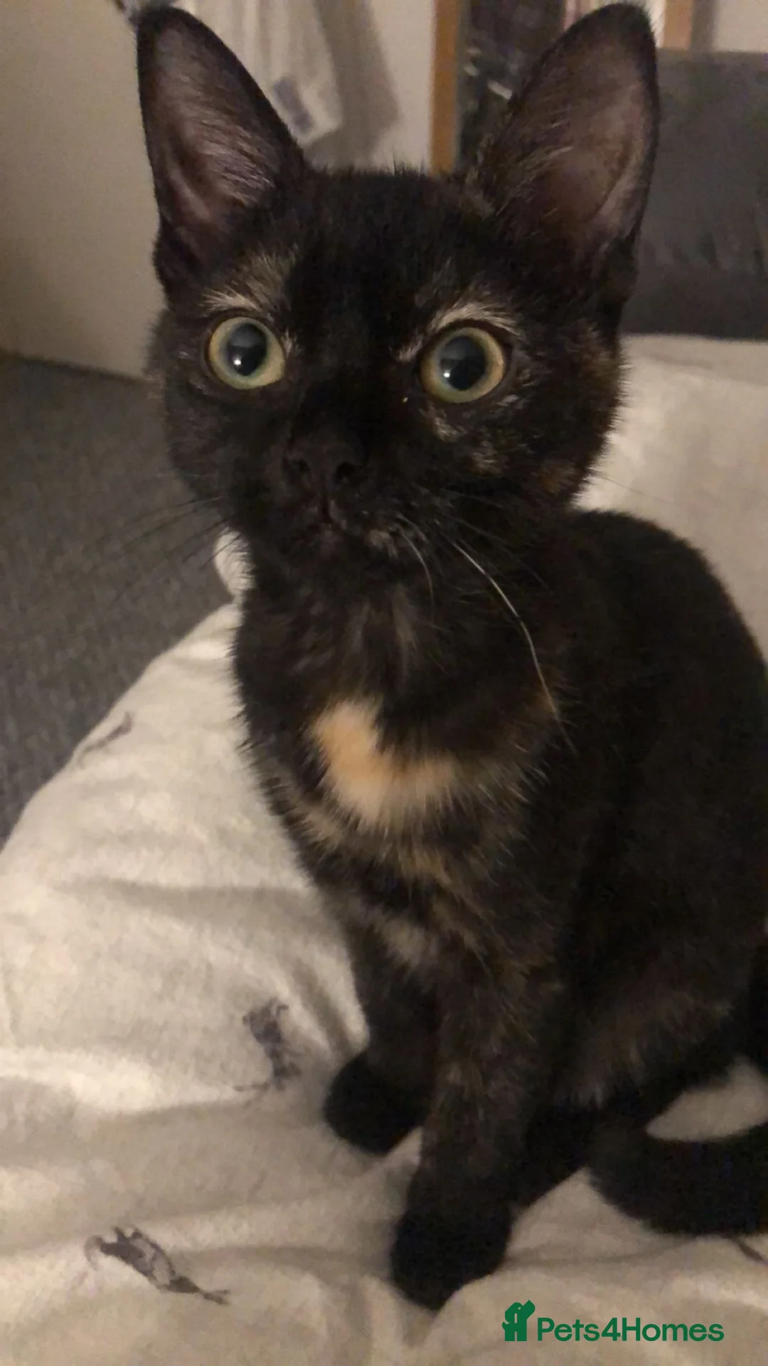 Mixed Breed cats for sale: This is Bonnie  - Advert 2