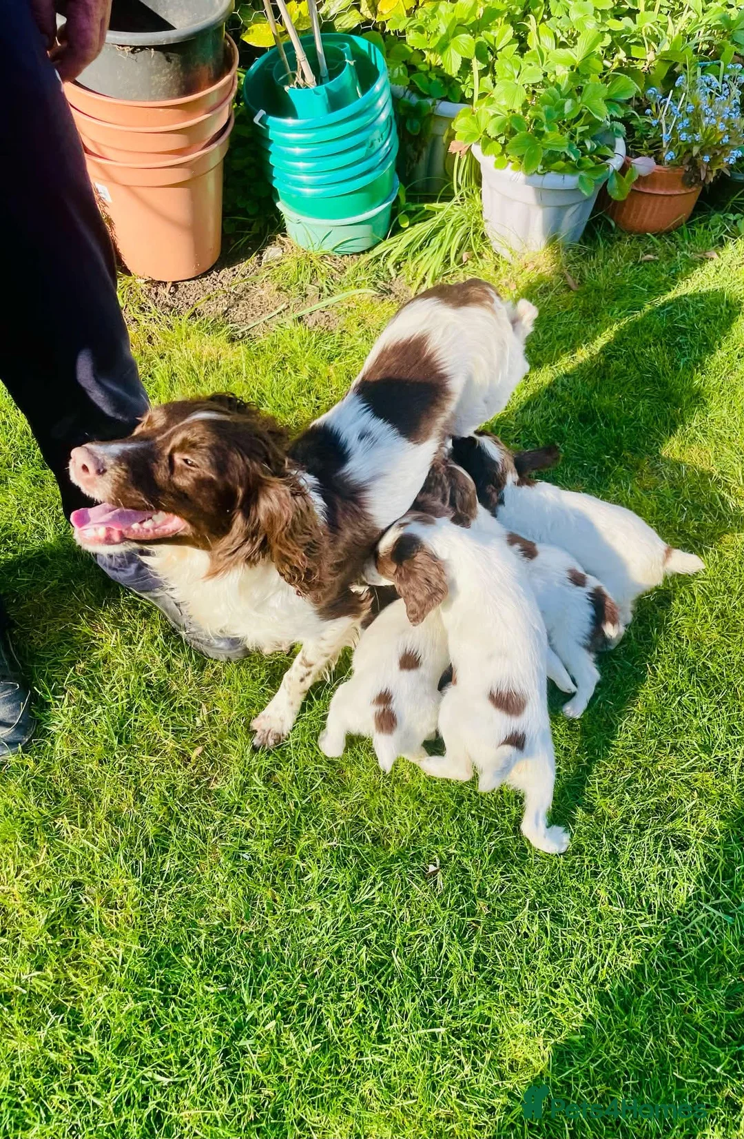 English Springer Spaniel dogs for sale: Kc reg English springer spaniel puppies - Advert 2