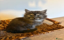 Maine Coon cats for sale: 🐾 Russian Maine Coon Kittens – TICA Registered 🐾 - Image 35