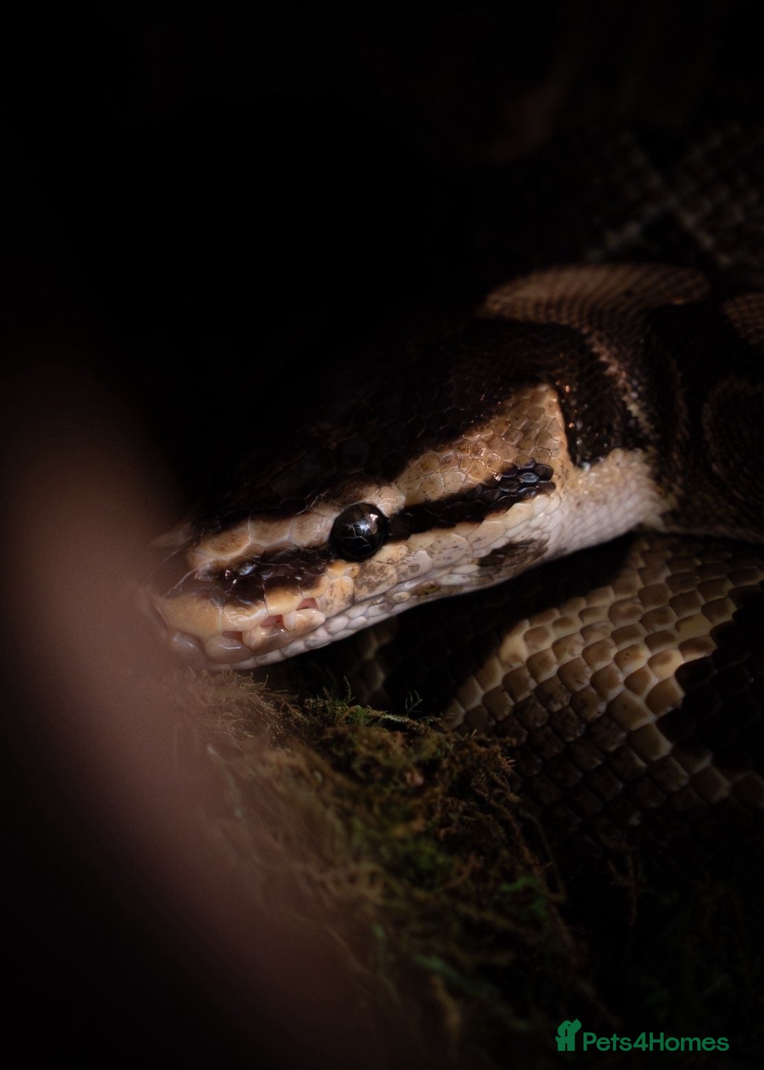 Python Snake reptiles Effy The Royal Python - Advert 1