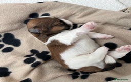 Lhasa Apso dogs for sale: Beautiful Lhasa apso puppies 🐶  - Image 24