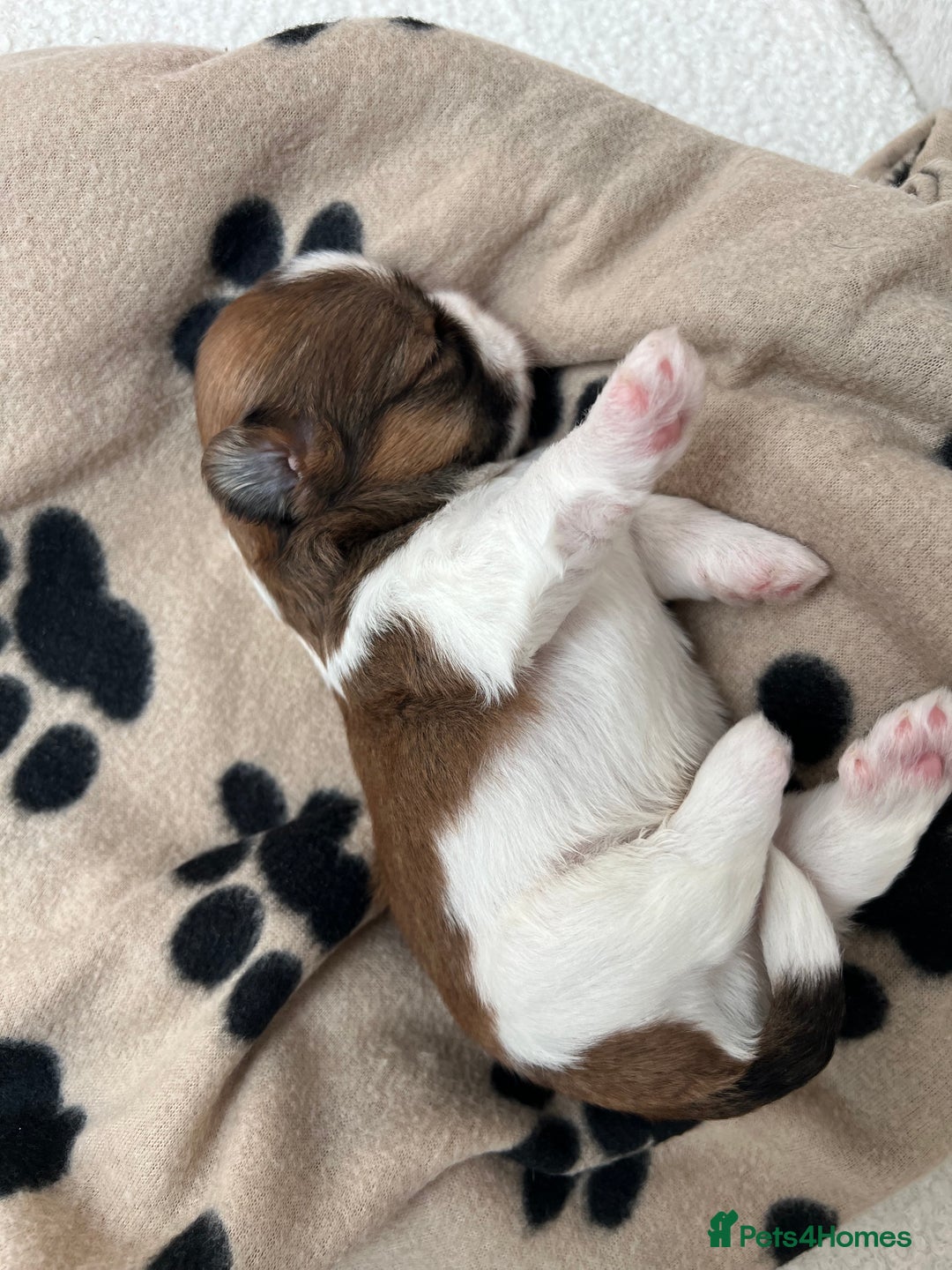 Lhasa Apso dogs for sale: Beautiful Lhasa apso puppies 🐶  - Image 24