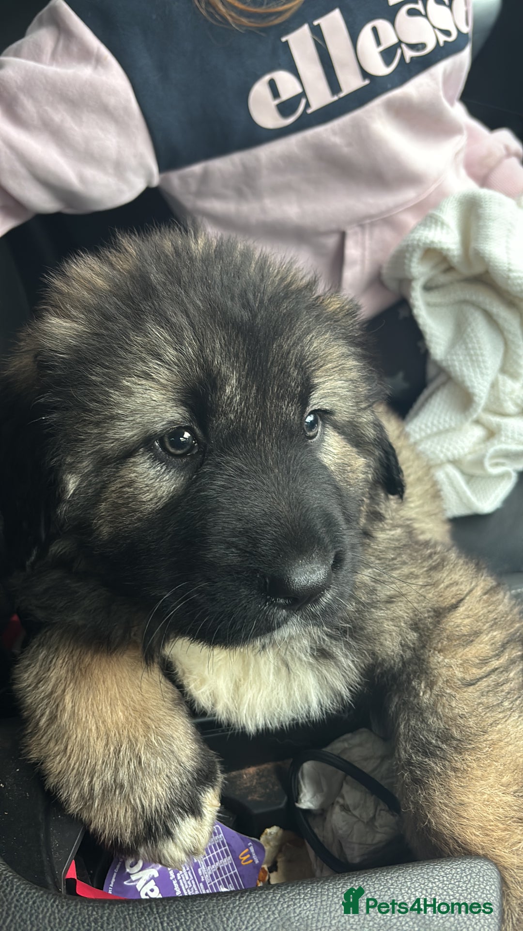 Caucasian Shepherd Dog dogs for sale: Caucasian Shepherds  - Advert 38