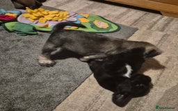 Miniature Schnauzer dogs for sale: Miniature Schnauzer puppies kc reg Ready to view - Image 27