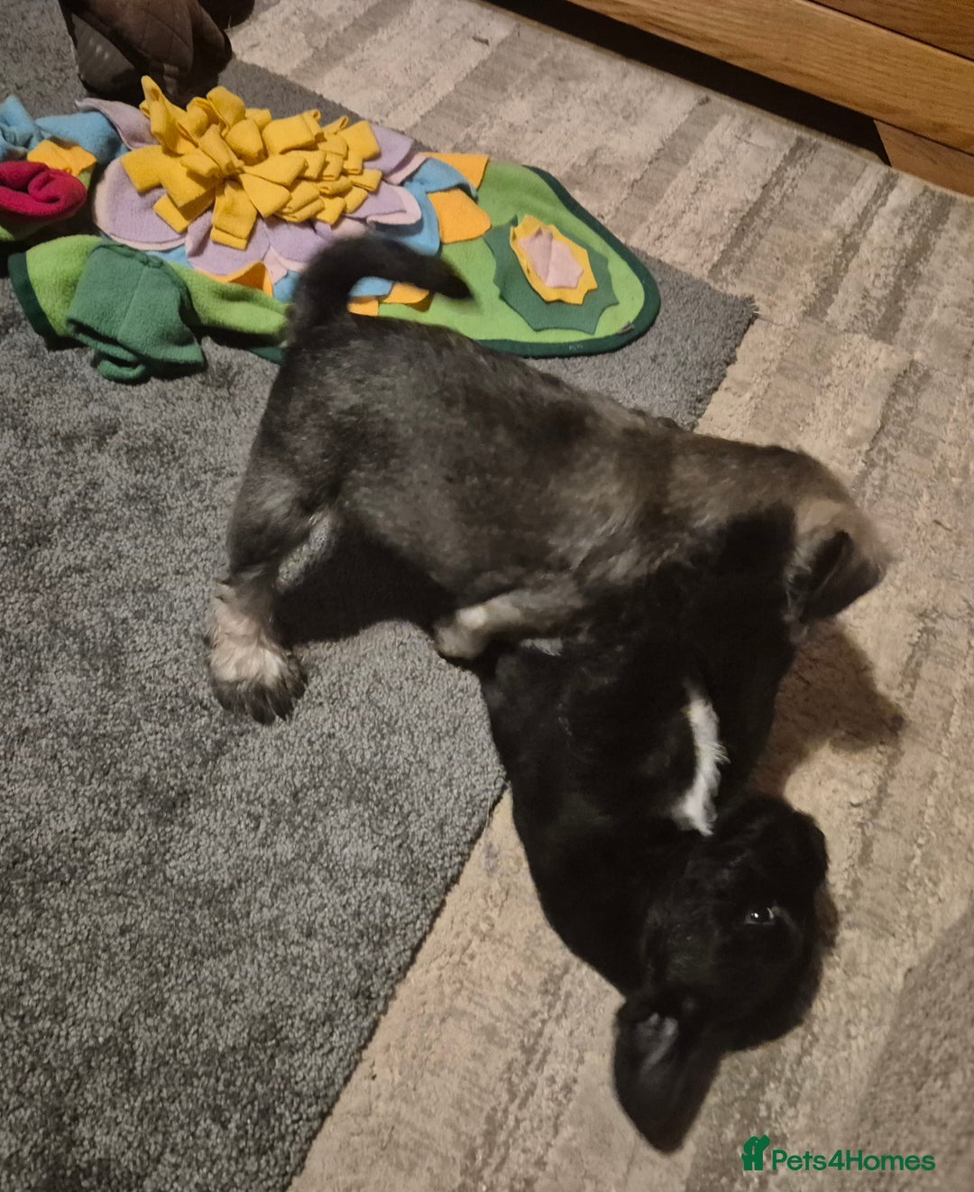 Miniature Schnauzer dogs for sale: Miniature Schnauzer puppies kc reg Ready to view - Image 27