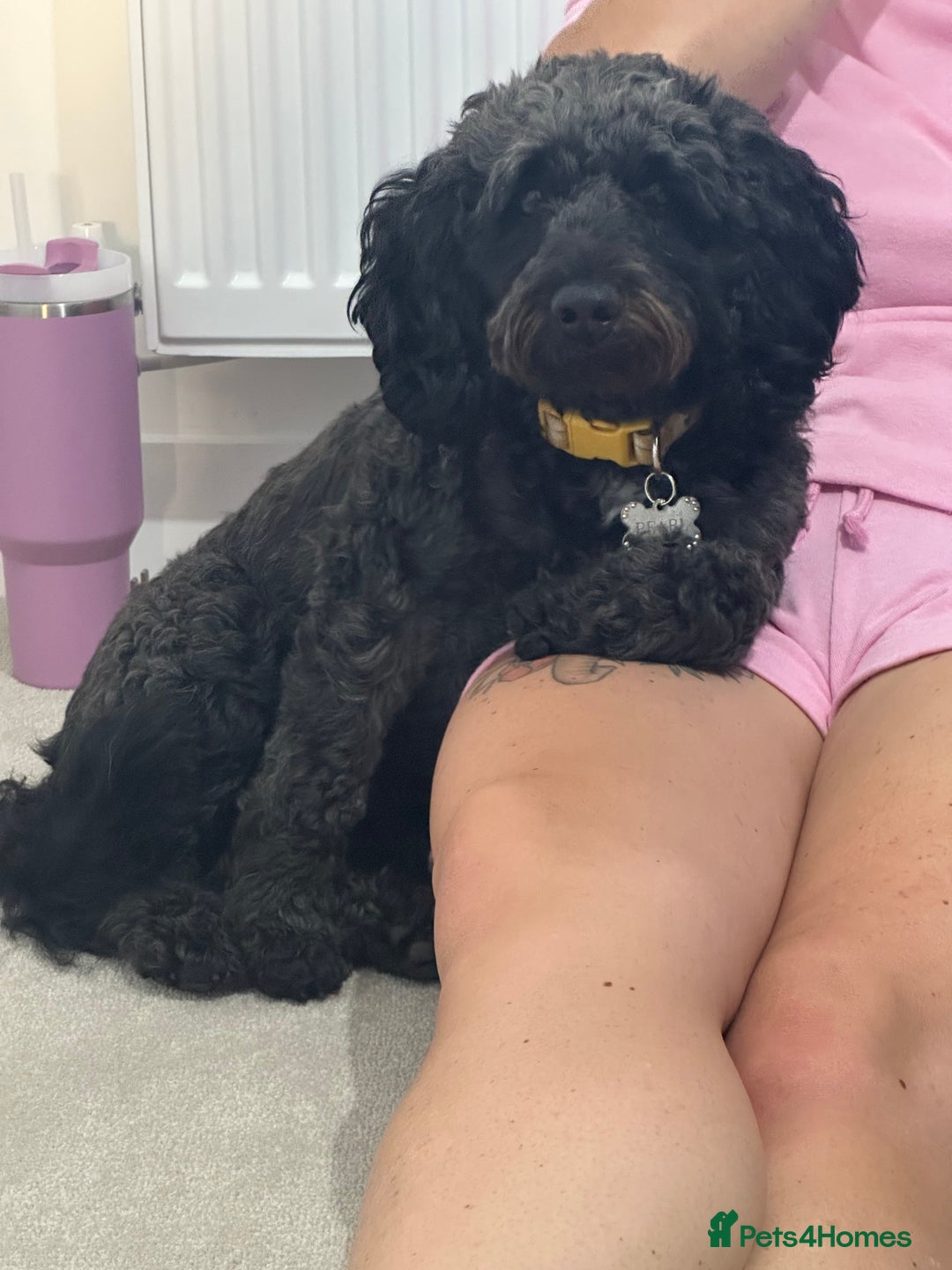 Cockapoo dogs for sale: 5 Cockapoo Puppies - Advert 1