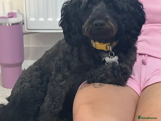 Cockapoo dogs 5 Cockapoo Puppies - Advert 3