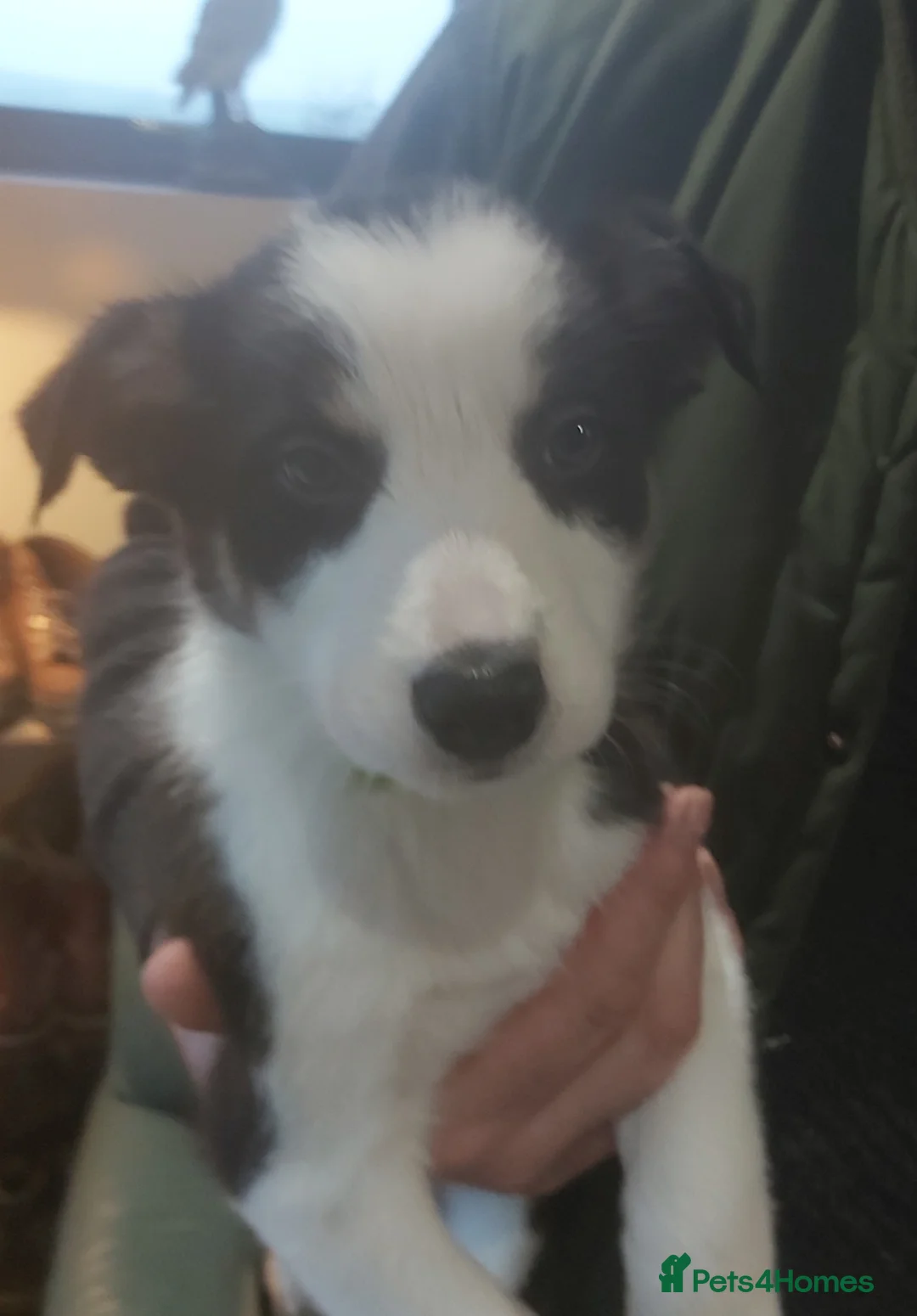 Border Collie dogs for sale: Beautiful Tri Coloured Border Collie Puppies - Advert 13