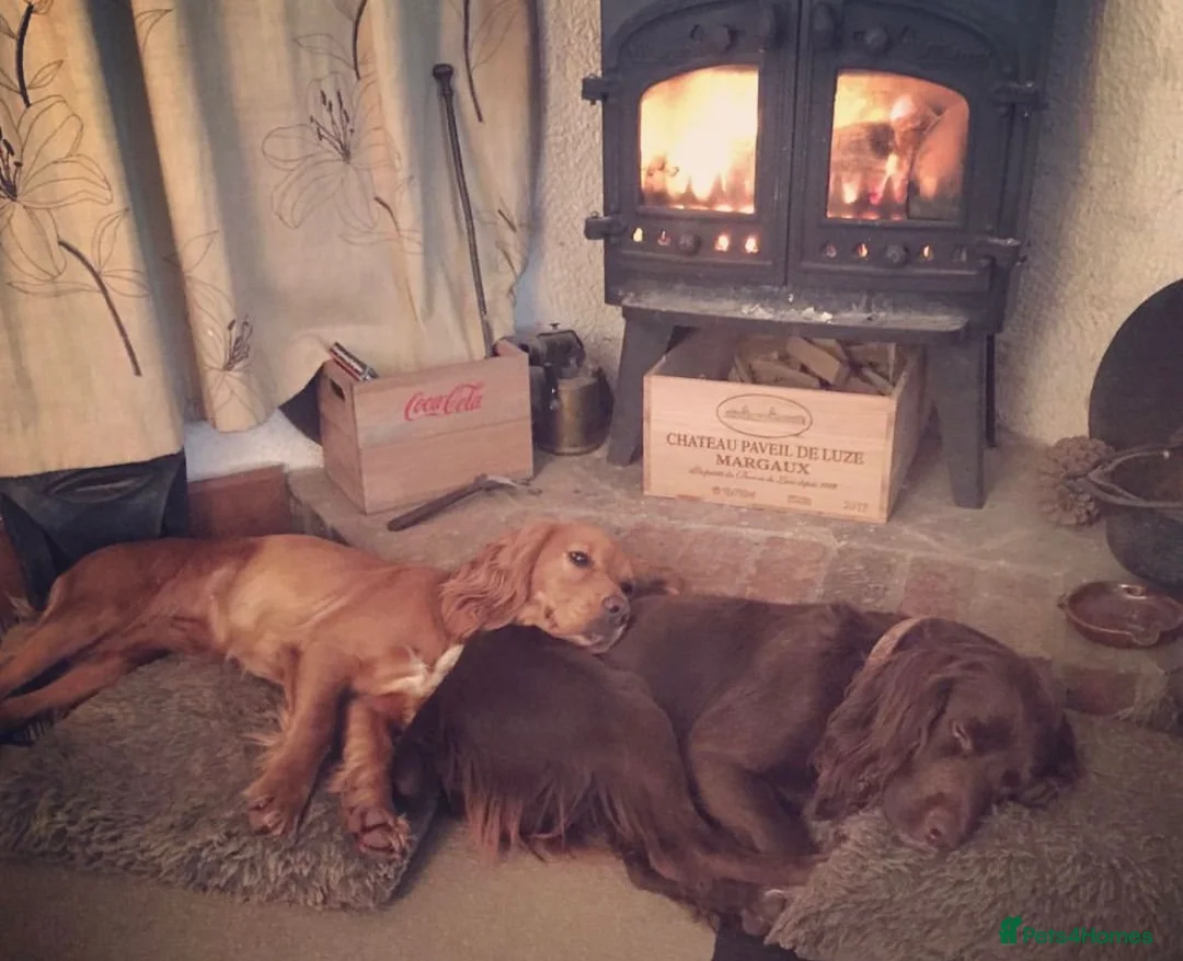 Cocker Spaniel dogs for stud: Cocker spaniel for stud extensively health tested  in Shrewsbury - Advert 11