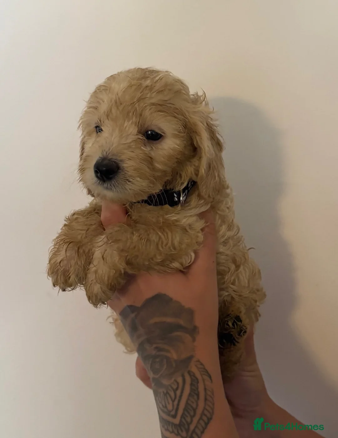 Cockapoo dogs for sale: Cockapoo puppies  in Ashford - Advert 17