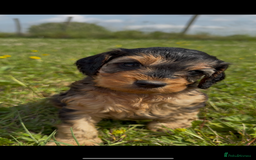 Cockapoo dogs for sale: Beautiful Cockapoo Puppies  - Image 15
