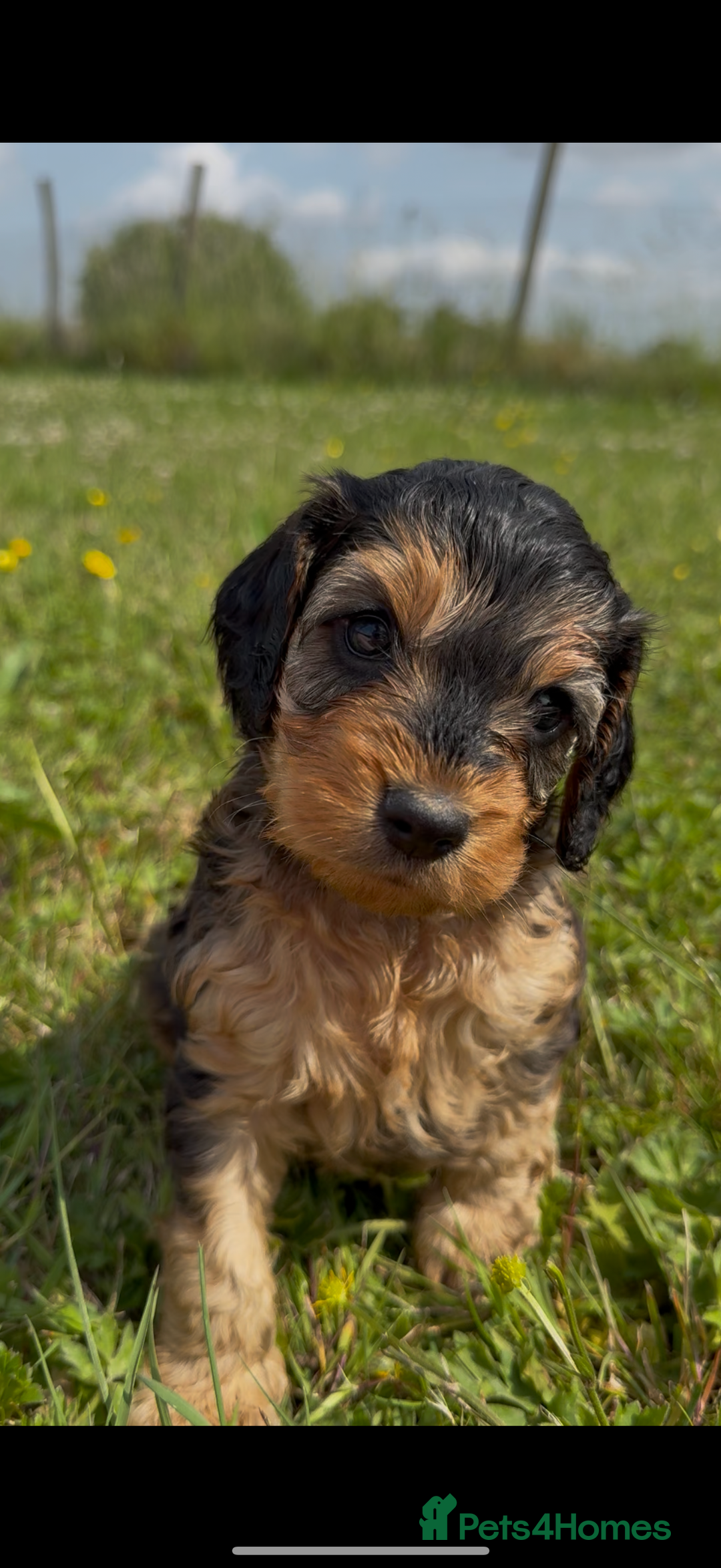 Cockapoo dogs for sale: Beautiful Cockapoo Puppies  - Image 15